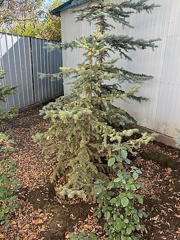 растение денежное дерево: Голубая ель (Picea pungens ‘Glauca’) для озеленения - Порода: ель — 7