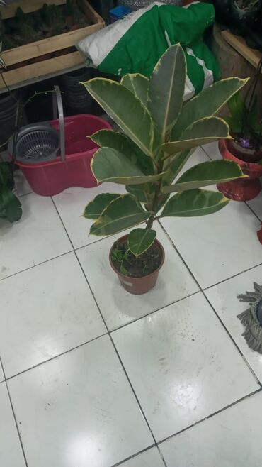 Şitillər: Gül satsi Vathcapa yazın isdediyniz gülü ünvanda catraq Otaq gülleri — 6