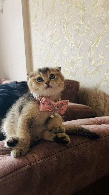 Pişiklər: Dişi — 8