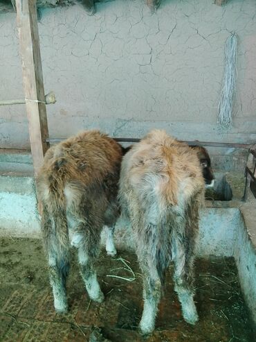 Коровы, быки: Продаю | Тёлка | Алатауская, Полукровка | Для разведения | После отела — 4