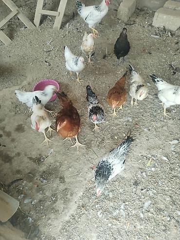 Toyuq, Damazlıq