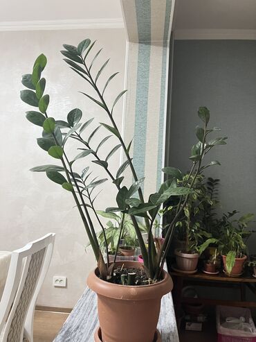 Другие комнатные растения: Замиокулькас

Цена договорная