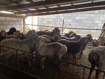 Баран, овца: Продаю | Овца (самка) | Для разведения — 8