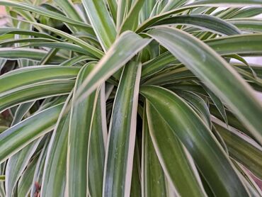 Vaze i saksije: Yucca, Drvo Zivota, 70 centimetara sa prve slike je 1500, Spatifilum — 12