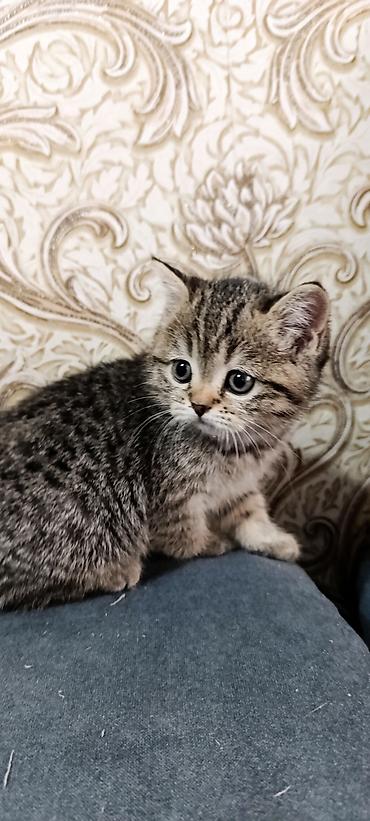 шатланские котята: Котята от домашней пары: - Папа: Британский крупный вислоухий кот — 3