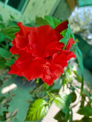комнатная роза: Продаю китайскую розу. Активно цветёт круглый год. Большое, здоровое
