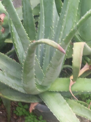 Çöl bitkiləri: Bu təsvirdəMüalicəvi aloe və Aloe vera bitkiləri təsvir edilmişdir -da lalafo.az — 8 Çöl bitkiləri: Bu təsvirdəMüalicəvi aloe və Aloe vera bitkiləri təsvir edilmişdir — 8