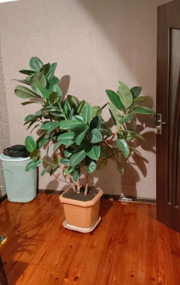 продам фикус бенджамина: Ev üçün ficus bitkisi. Qəhvəyi rəngli kvadrat formalı qabda yerləşir