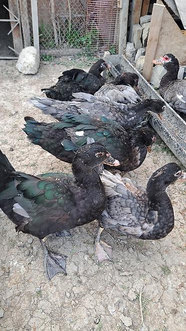 Ördəklər: Erkək, Ətlik, Pulsuz çatdırılma — 4