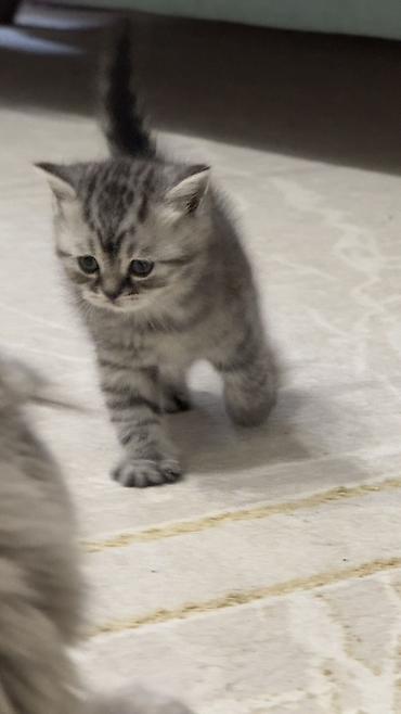 Продажа кошек: Три кошки и один кот Породистые котята серебристого окраса — 7