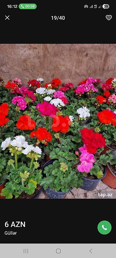 Çöl bitkiləri: 🌹 QIZIL GÜLLƏR SATILIR 🌹 ✅ Qarışıq rəngli qızılgüllər ✅ Rəsmi satış ✅ — 5