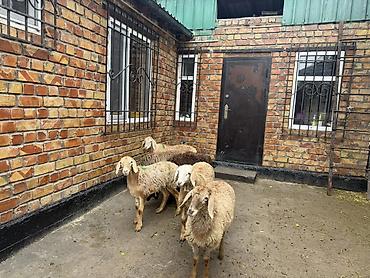 Продам с/х животных: Продаю | Ягненок | Для разведения | Ярка — 3