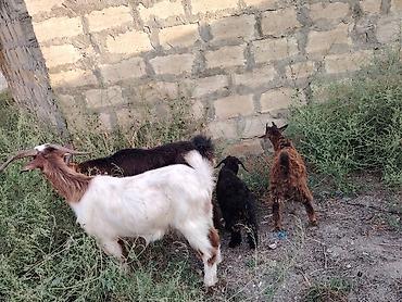 kənd təsərrufatı heyvanları: Sona can oxu reyal alıcı Satılır 7 heyvandı 4 ana 3 bala biri ekiz — 1