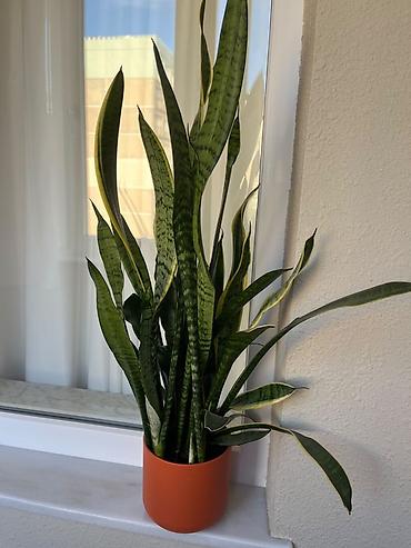 bezek bitkileri adlari: Sansevieria (Qaynanadili) – dekorativ otaq bitkisi - Növ: Sansevieria — 2