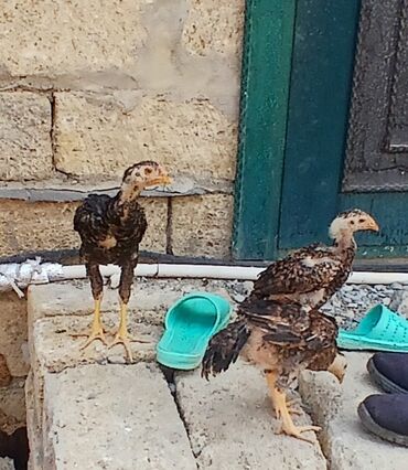K/t heyvanları və malları: Toyuq, Damazlıq
