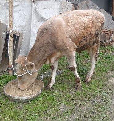 Inəklər, öküzlər: 8 aylığ erkey buzovdu tam sağlamdı ehdiyac var deyə satıram