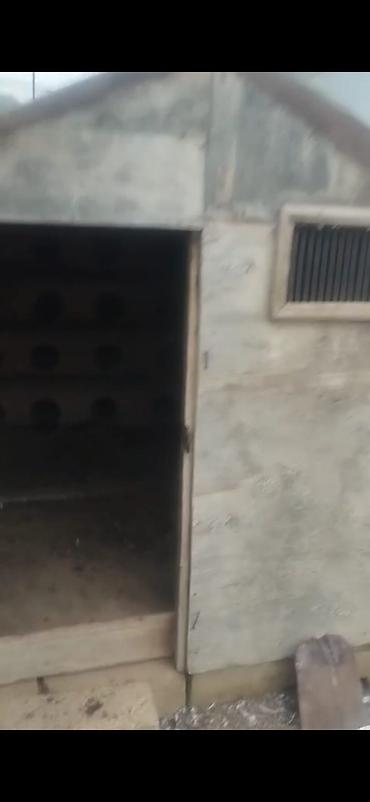 Göyərçinlər: Quş damılar satılır — 8