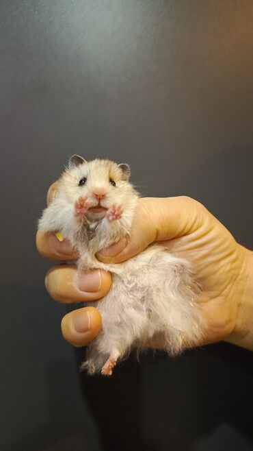 Gəmiricilər: Angora sort xomyaklar mehribandırlar bu sort dişləmir və aqressiv — 17