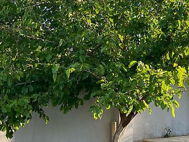 Divanlar: Künc divan, Açılmayan, Parça — 23