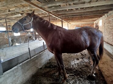 ахатина купить: Продаю | Конь (самец) | Рабочий