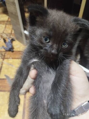 шотландская вислоухая серая: Кошка даром: Скотиш Фолд (Шотландская вислоухая), 2 месяца, Девочка, Приучена к лотку