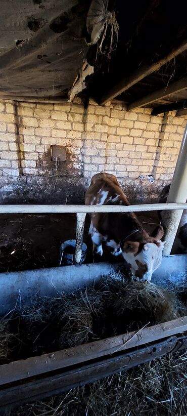 Dana, buzov: 4 erkey 1 dışı dana satiram.mallar Qusar rayonundadi.diri çekileri 210 — 3