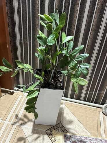 отдам даром аквариум: Красивые цветы в горшках! Всего 6 штук 🌿 Замиокулькас (долларовое