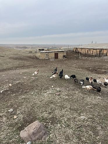 Индюки: Продаю | Индюшата | Для разведения — 2