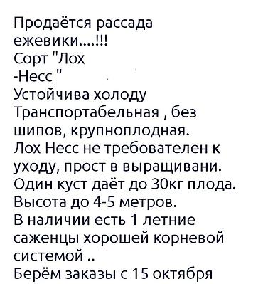 гарнитур цена: Лохнесс көчөтү сатылат Абдан тушумдуу Суука чыдамдуу. Онумдуулугу — 2