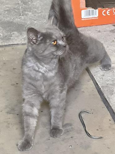 английский короткошерстный кот: Британский короткошёрстный котик (окрас: голубой/дымчатый). Идеален — 3