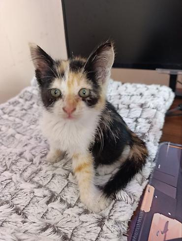 Мышык бекер берем: Мышык бекер берилет: Породасыз, Ургаачы, Лотокко барууга үйрөтүлгөн — 5
