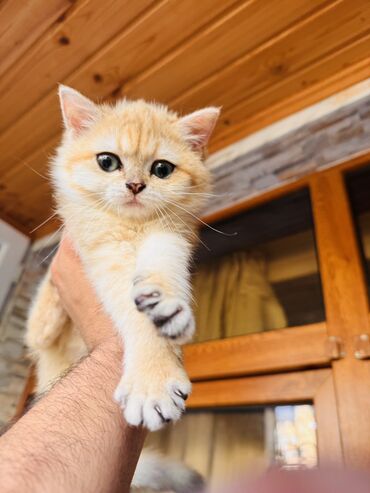İtlər: Qızıl şinşilla, Dişi, Yaxşı əllərə, Ünvandan götürmə, Ödənişli çatdırılma