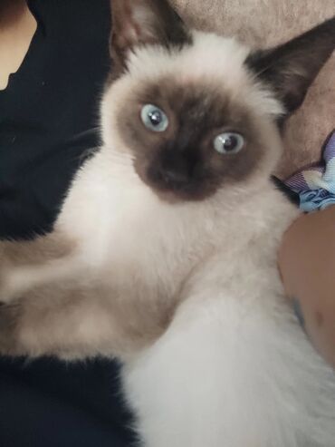 Pişiklər: Siam, Erkək — 9