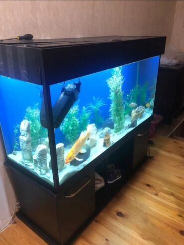akvarium filteri: Рыбы