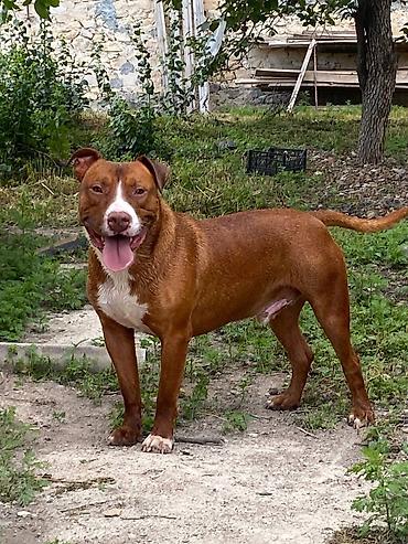 vəhşi it: Pitbul, 3 il, Erkək — 4