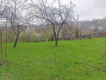 Torpaq sahələrinin satışı: Kənd təsərrüfatı — 6