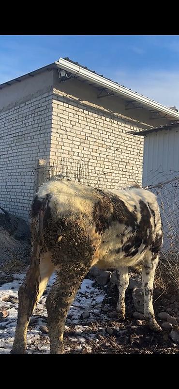 Коровы, быки: Продаю | Бык (самец) | Полукровка | На откорм | Привязанные — 9