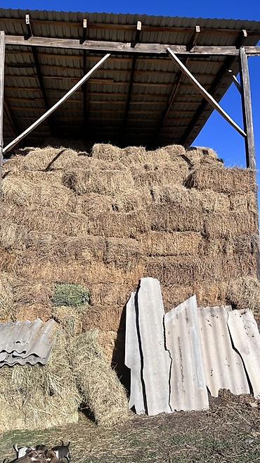Корма для с/х животных: Чуй ичи доставка бесплатно. Экинчи кос беде. Сено в тюках — 10