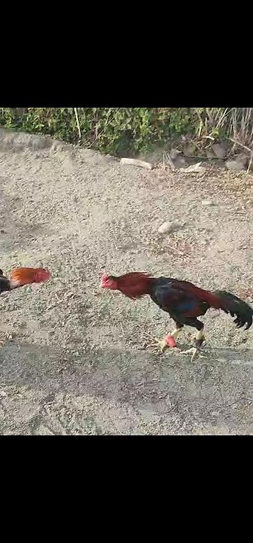 Xoruzlar: Xoruz, Heyratı, il: 3, Ödənişli çatdırılma — 5