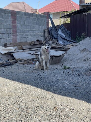 пропала собака объявление: Пропала Альяскинский маламут район Алтын-Ордо Горький, есть
