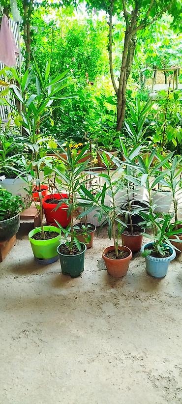 алоэ купить: Детки Олеандра (Nerium oleander) в горшках - Вид: вечнозелёный — 2