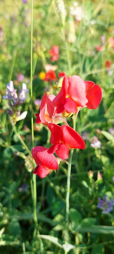Bal: Müalicəvi Göyçay qaratikan balı 100% tam təbii baldır. Süzülmə bal — 21