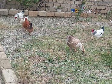 bakida cins ineklerin satisi: Elim yandida satılir tecili köcle baglı 4 qaz 1erkek 3disi hal hazırda — 1