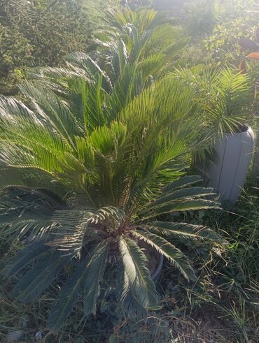 Landşaft işləri: Dekarativ agaclarin satişi çatrlme ekme odenişludir qazon torf — 11
