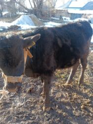 Коровы, быки: Продаю | Бык (самец) | На откорм | Привязанные — 10