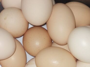 mayalı yumurtalar: Yumurta.toyuq.
Vatsappa yazın Unvan Zabrat