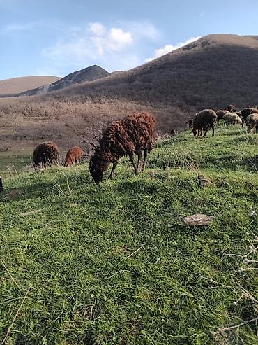 kiçik heyvanlar: Heyvanlar xızı rayonundadı istəyən əlaqə saxlasın — 7