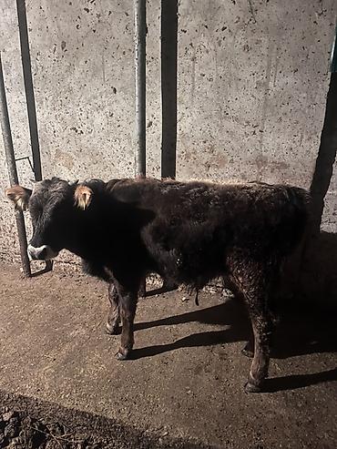 Коровы, быки: Продаю | Бык (самец) | На откорм | Привязанные — 4