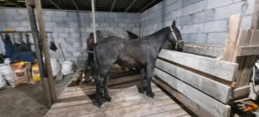 домик для кот: Продаю | Конь (самец), Жеребенок | Полукровка | Для разведения, Конный спорт | Племенные