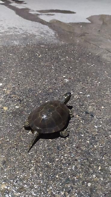 Аквариумы: Tısbağa 🐢🐢🐢🐢🐢 ünvan, Bakı şəhəri, Nizami metrosu yaxınlığında — 5